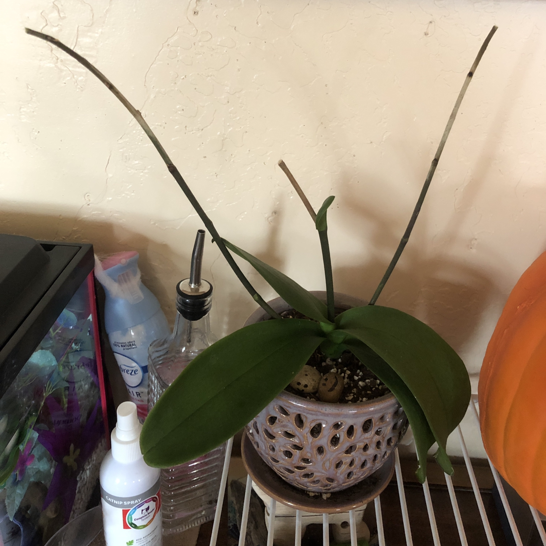 Jewel Orchid in a pot on a shelf with green leaves and long, bare stems.
