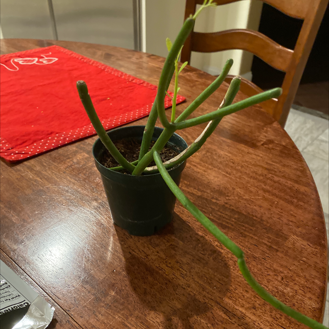 Pencil Cactus in a small pot on a wooden table with a red cloth in the background.