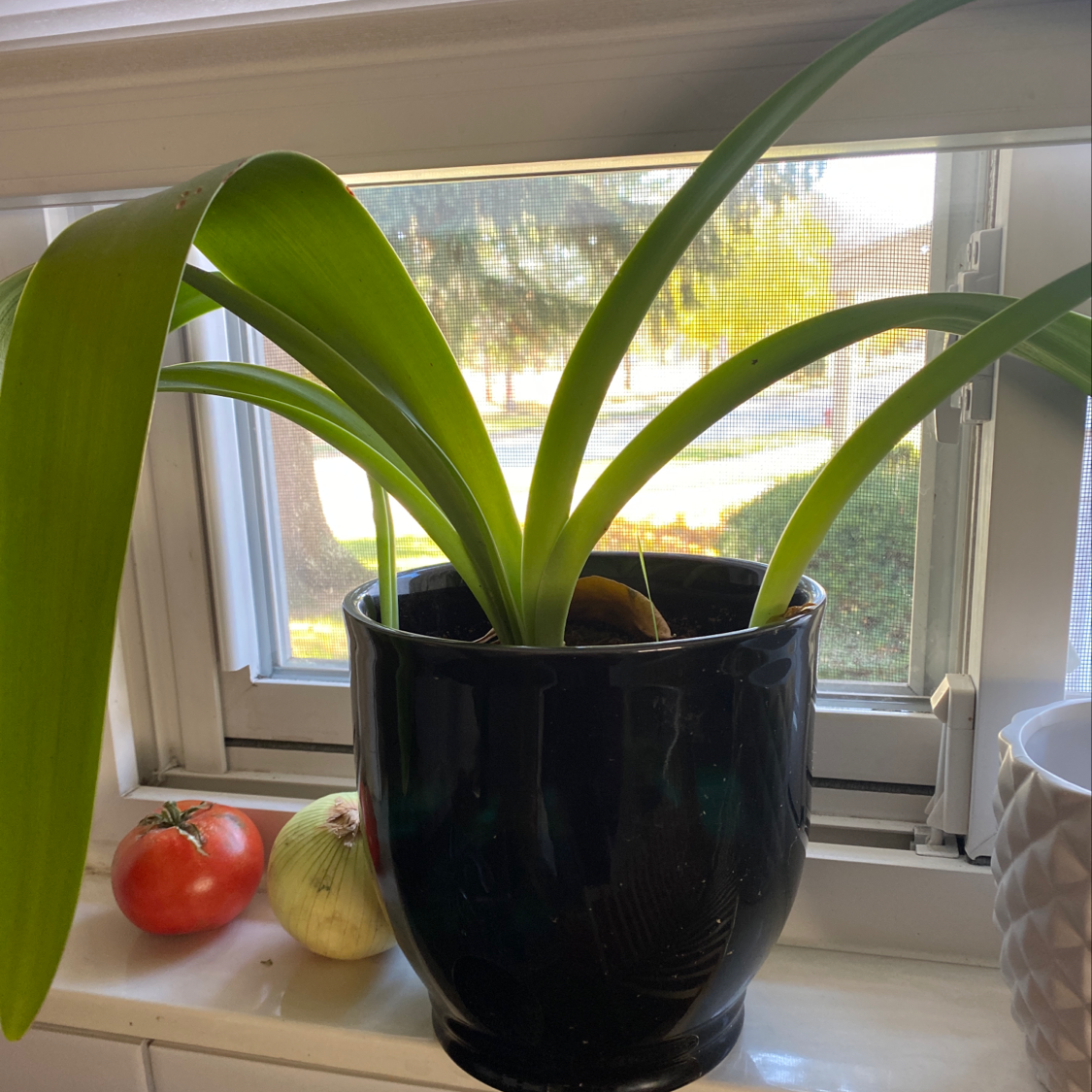 Potted Bush Lily with long green leaves on a windowsill.