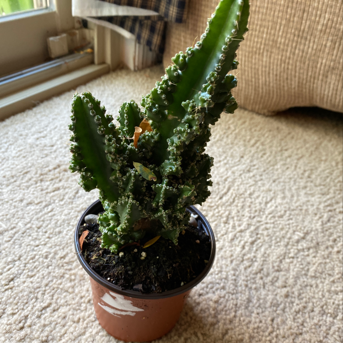 A thriving Mother of Thousands plant in a small terra cotta pot, with long slender leaves covered in tiny plantlets along the margins.