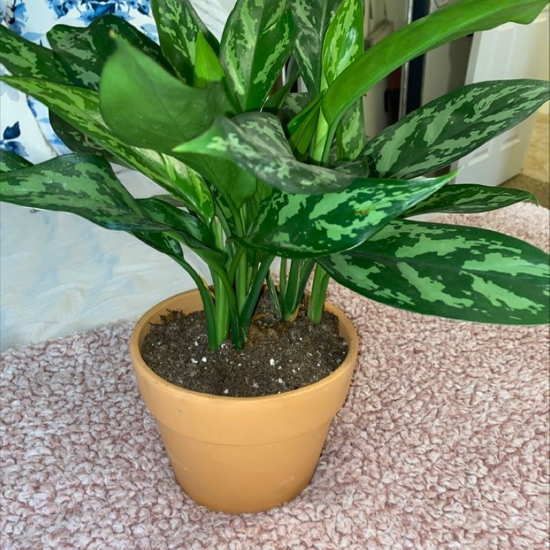 Healthy Chinese Evergreen houseplant with lush variegated leaves in a yellow ceramic pot, sitting on gravel.