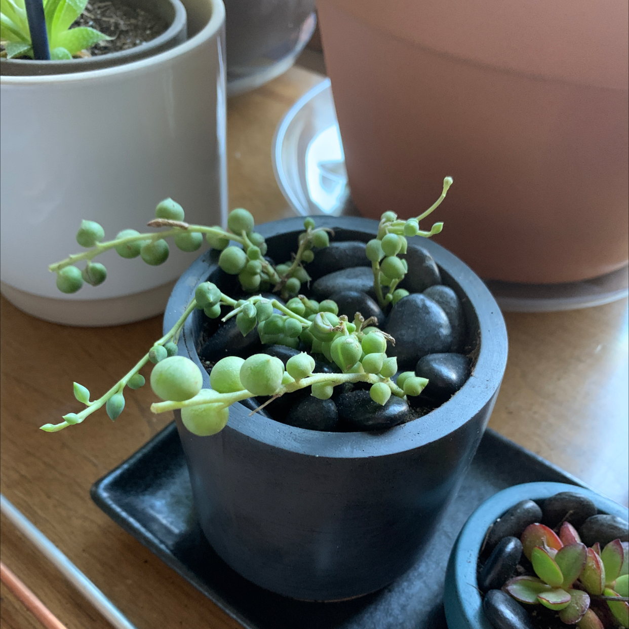 String of Pearls plant in a small pot with black stones, appears healthy.