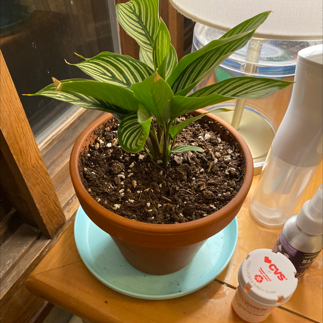 Pinstripe Calathea in a terracotta pot on a blue saucer, with vibrant green leaves featuring white stripes.