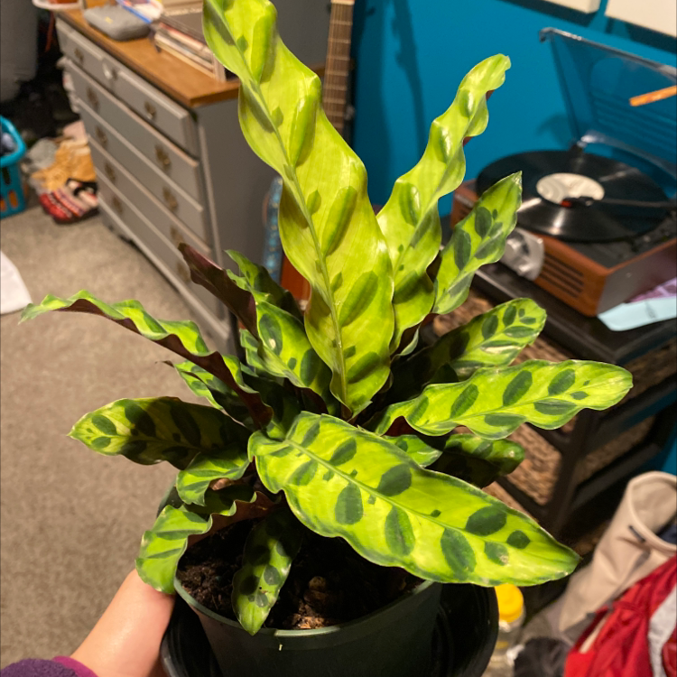 Rattlesnake Plant (Calathea lancifolia) with wavy, lance-shaped leaves featuring dark green spots on a lighter green background.
