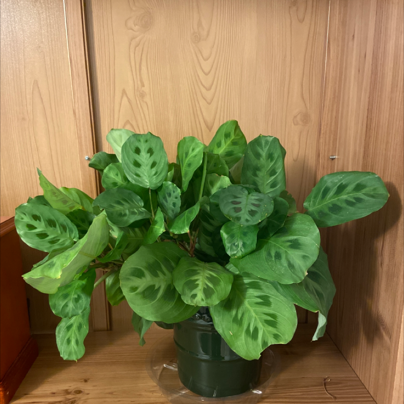Healthy, lush green prayer plant with glossy oval leaves and prominent veins, in a dark green plastic pot against a light wooden background.