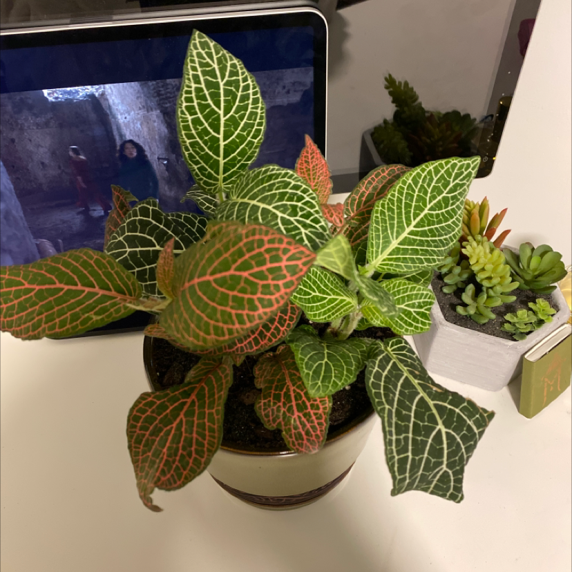 Nerve Plant with vibrant green and red leaves, distinct veining patterns, and visible soil.