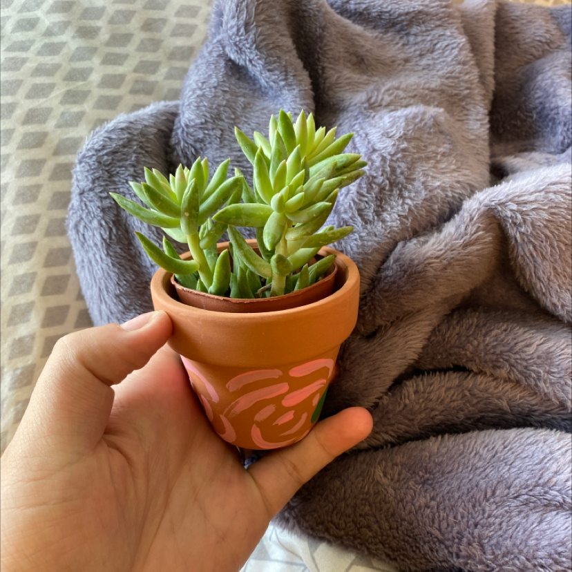 Pale Stonecrop plant photo by @Catplant02 named Ellie on Greg, the plant care app.