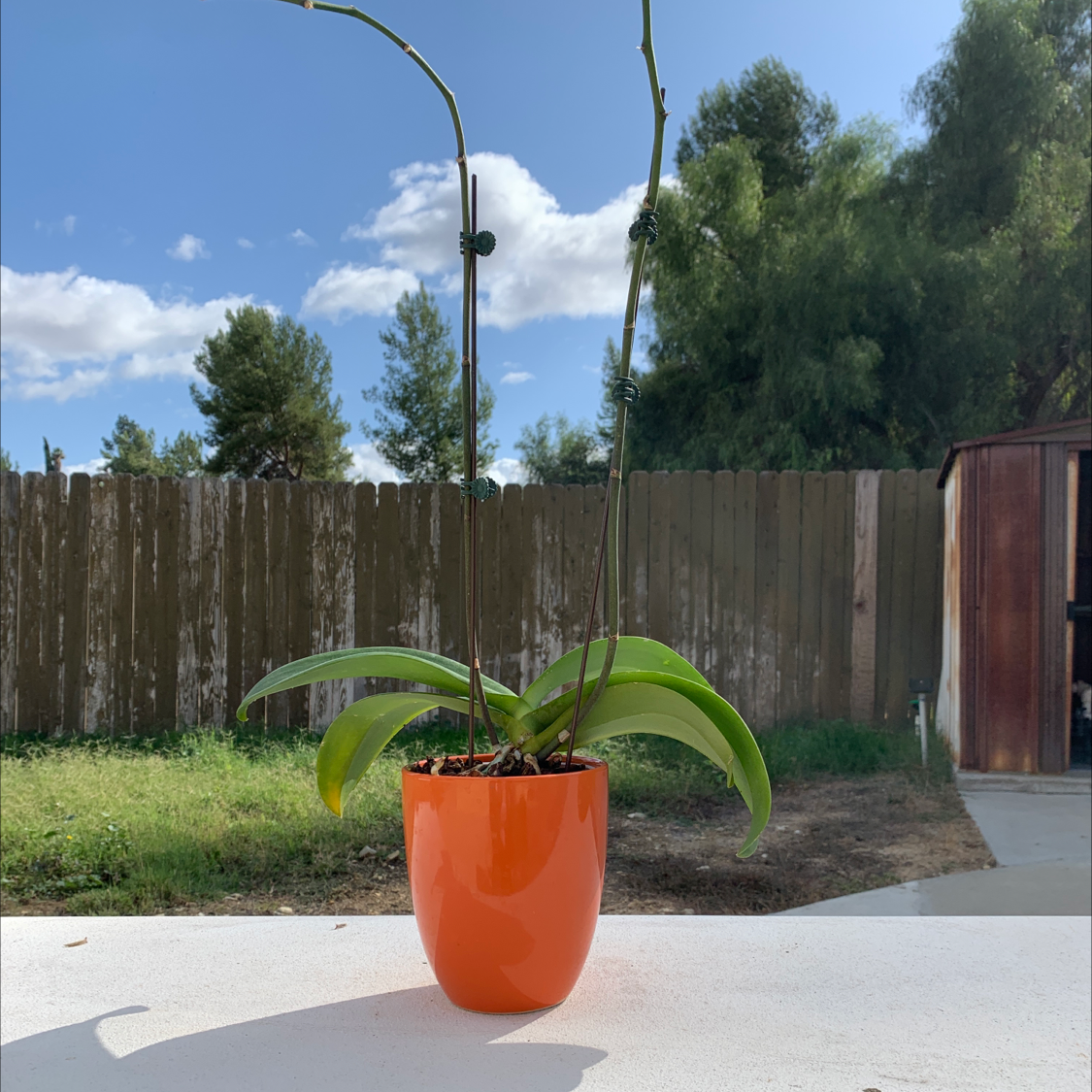 Phalaenopsis Orchid plant photo by @cariyoung named amira on Greg, the plant care app.