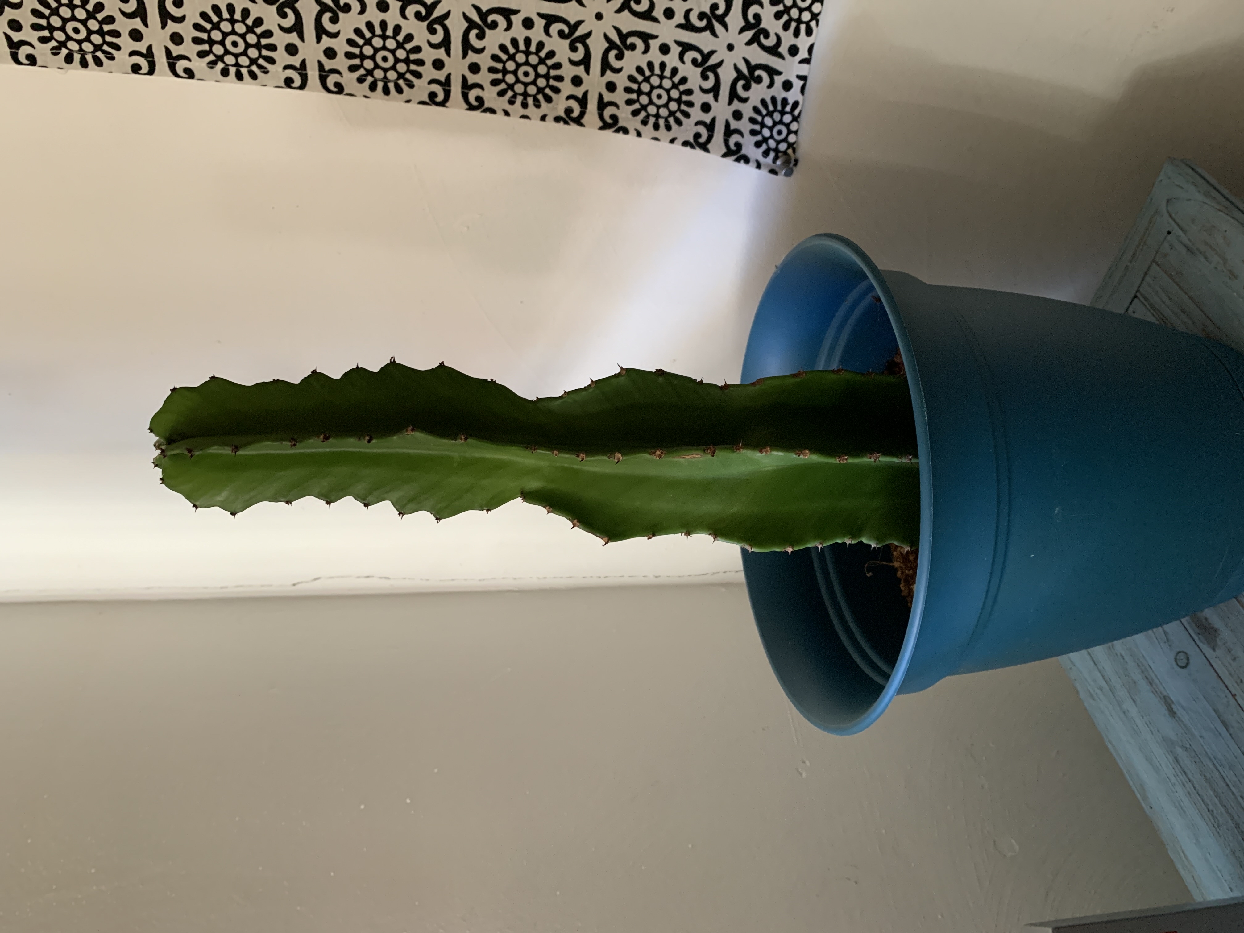 Plant care for Cassula on Greg, the plant care app