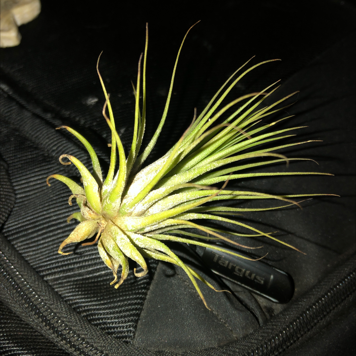 Closeup of a healthy Blushing Bride air plant with green leaves tipped in pale yellow, well framed on a black background.