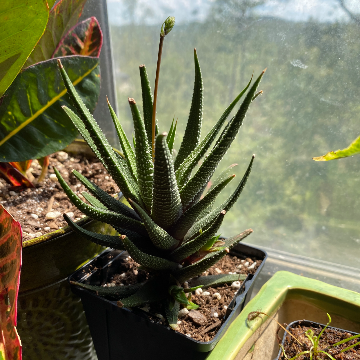 Healthy potted Zebra Plant succulent with striped leaves touched by a human hand on a windowsill.