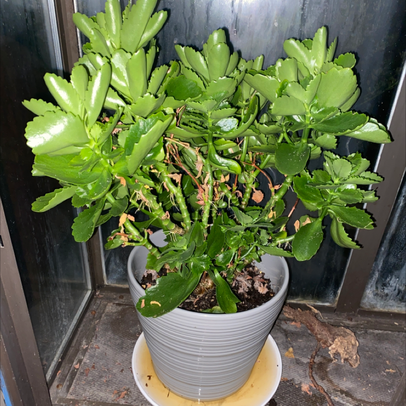 Healthy, lush Florist Kalanchoe with bright green scalloped leaves growing in a gray ceramic pot, no signs of disease or damage.