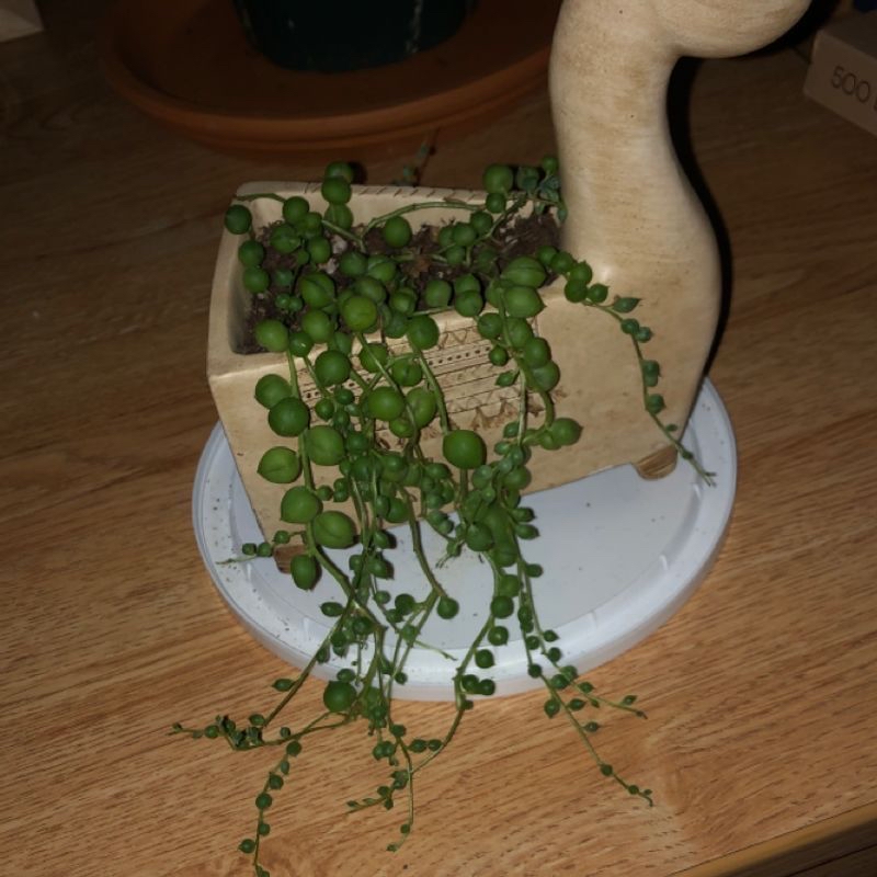 String of Pearls plant in a decorative pot, healthy with vibrant green leaves.