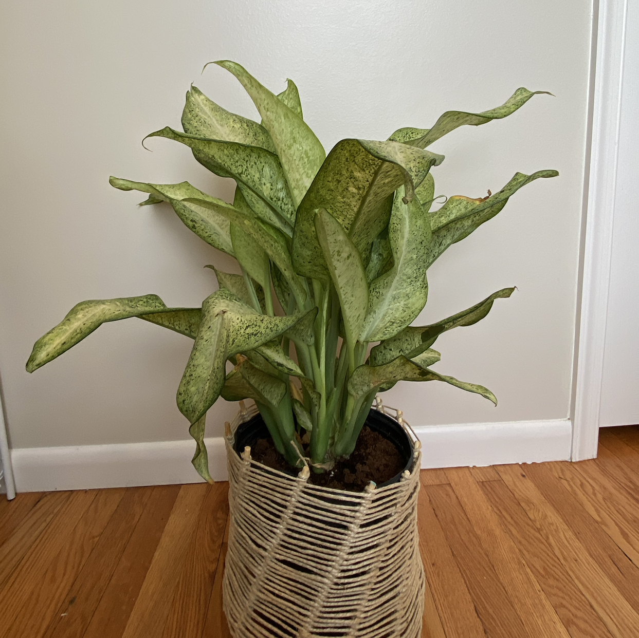 Plant care for Philodrendron Ring Of Fire on Greg, the plant care app