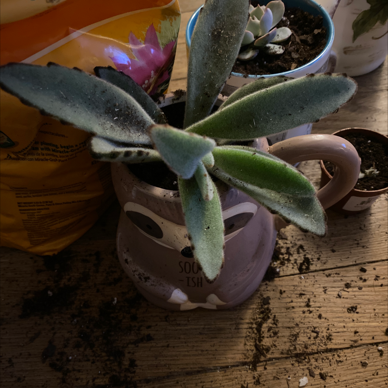 Panda Plant (Kalanchoe tomentosa) in an owl-shaped pot with visible soil and other plants in the background.