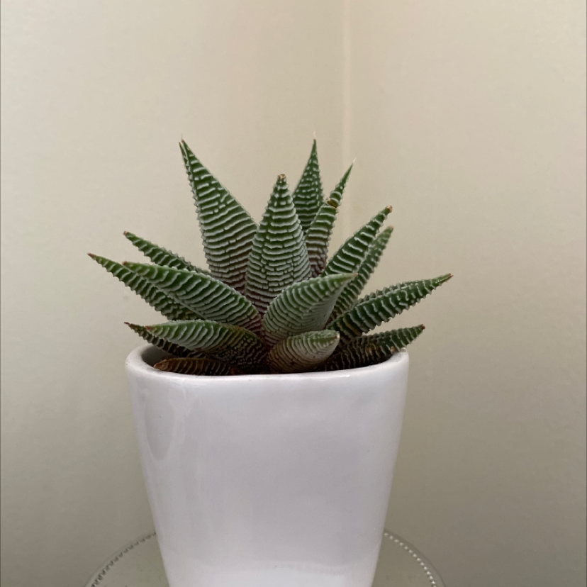 A healthy Haworthia succulent plant in a white pot, with striped green leaves forming a compact rosette shape.