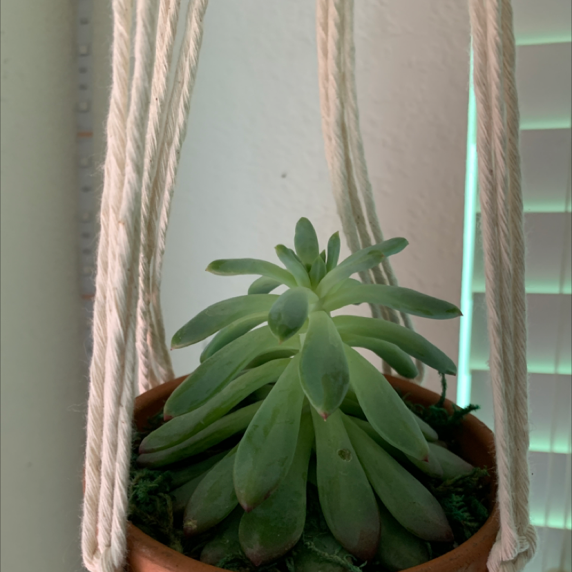 Photo of the plant species Echeveria 'Aphrodite' by Shelby named Your plant on Greg, the plant care app