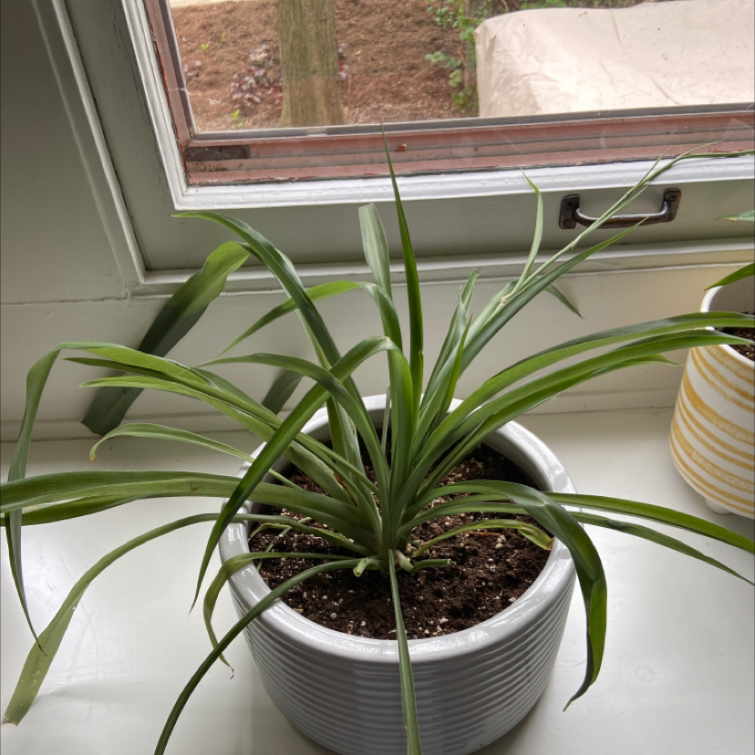 Spider Plant plant photo by @Cari named Marcus on Greg, the plant care app.