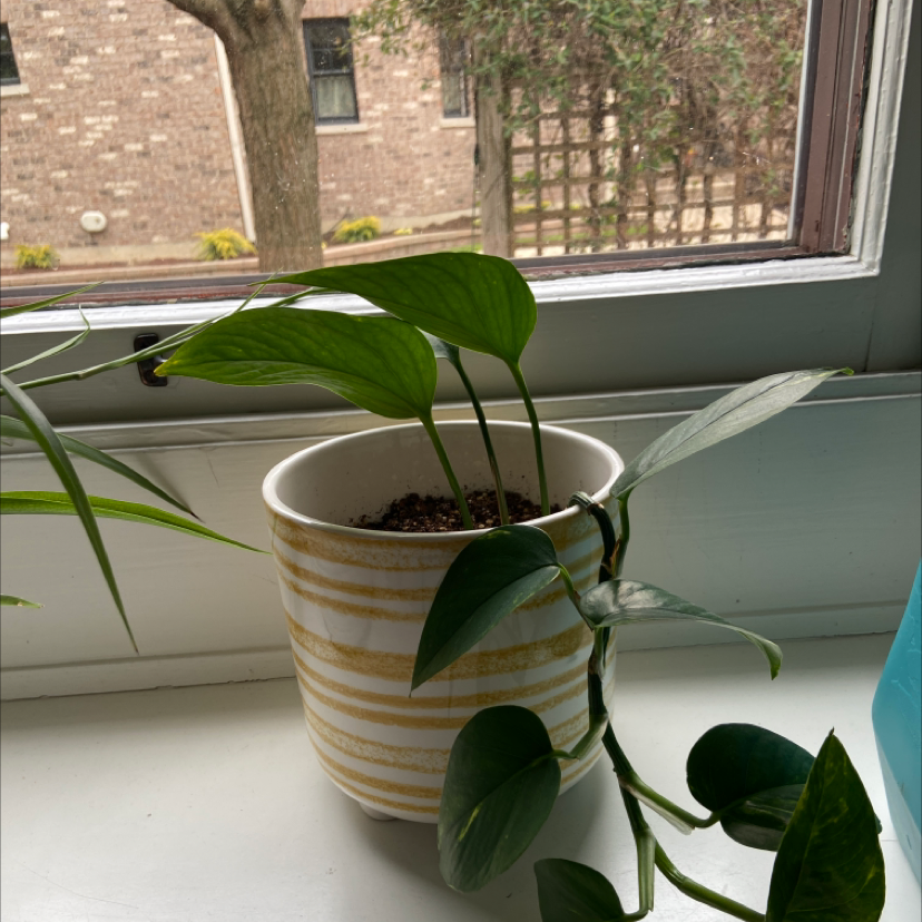 Taro Vine plant photo by @Cari named Ulysses S Plant on Greg, the plant care app.