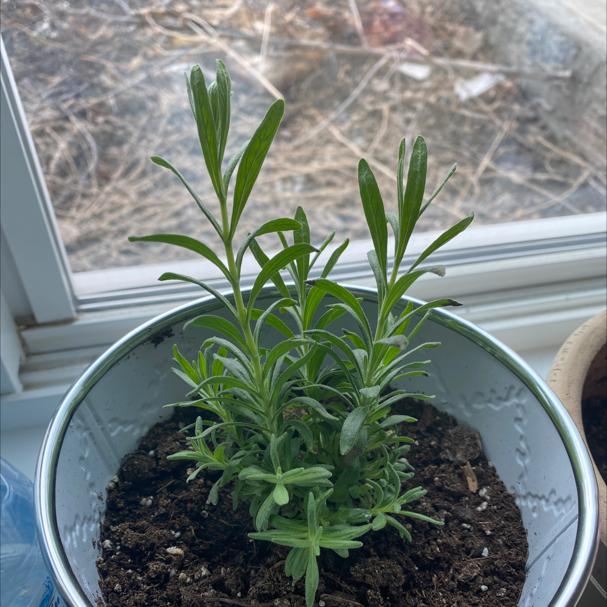 Potted Lavender plant with healthy green leaves, visible soil, well-framed and in focus.