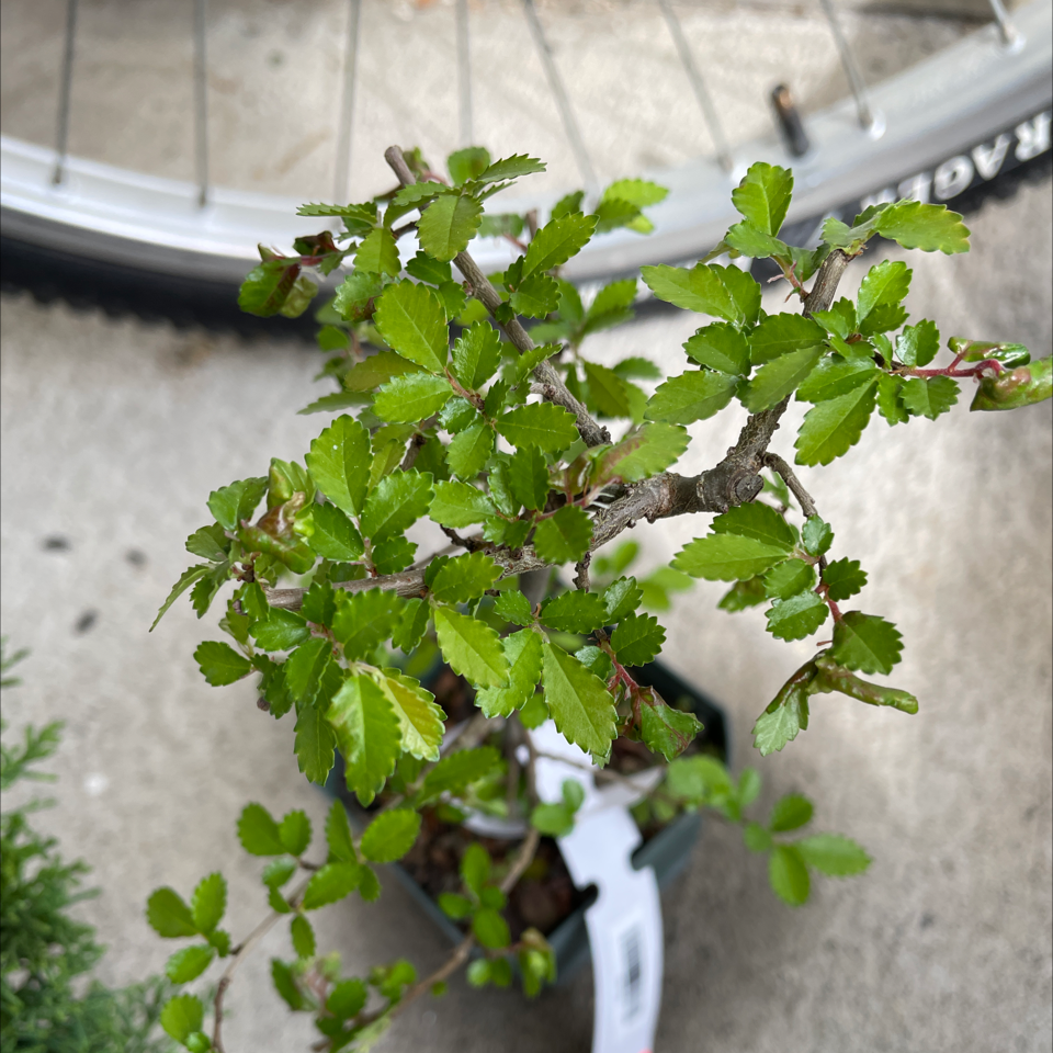 Healthy Chinese Elm bonsai tree in a white ceramic pot with vibrant green foliage and gnarled branching structure.
