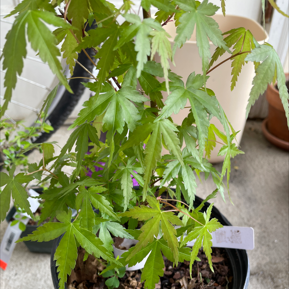 Best Potting Soil Mix for Japanese Maple