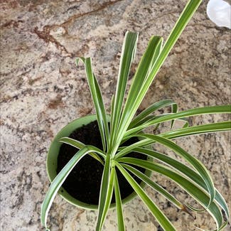 Spider Plant plant in Thousand Oaks, California