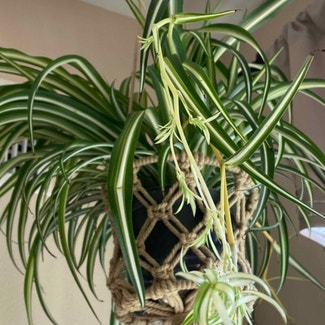 Spider Plant plant in Thousand Oaks, California