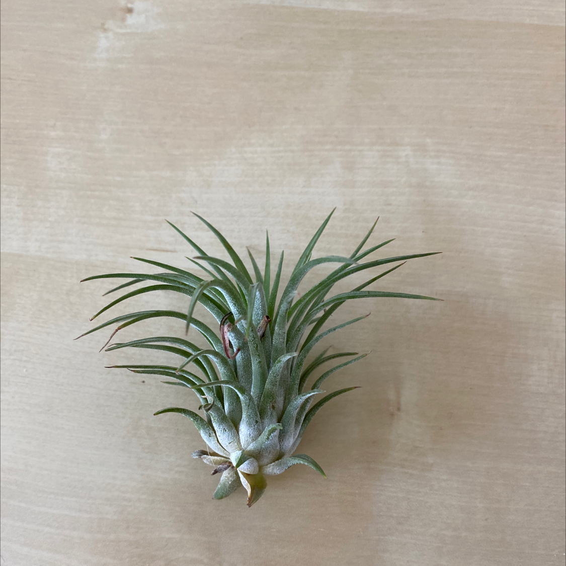 Blushing Bride Air Plant plant photo by @kado813 named Orion￼ on Greg, the plant care app.