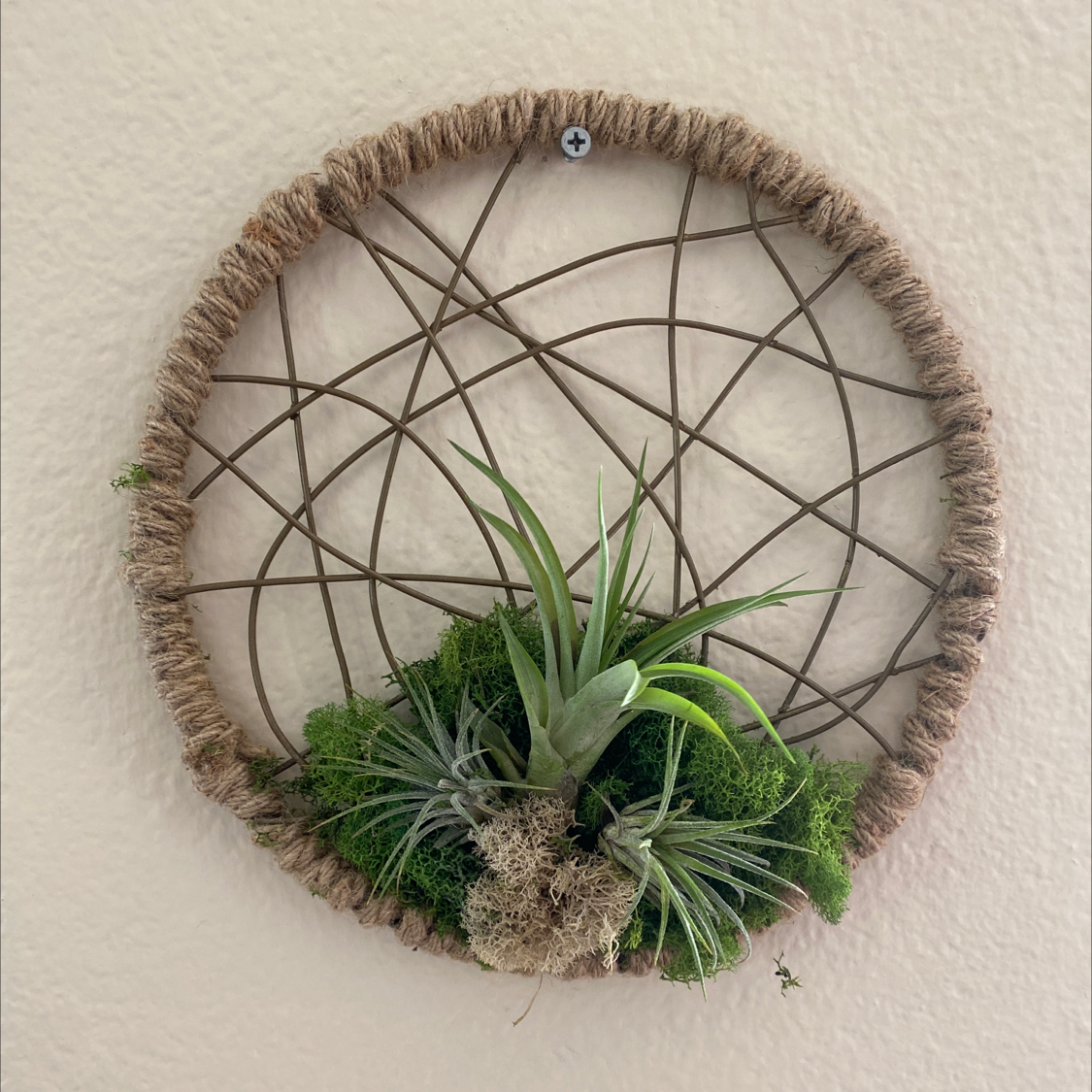 Spreading Airplant mounted on a decorative circular frame, appearing healthy with green leaves.