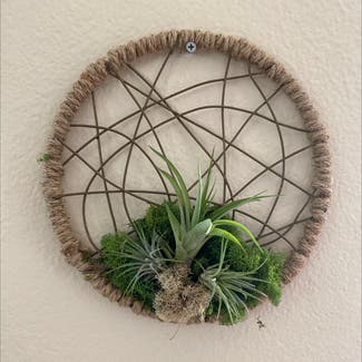 Spreading Airplant plant in Thousand Oaks, California