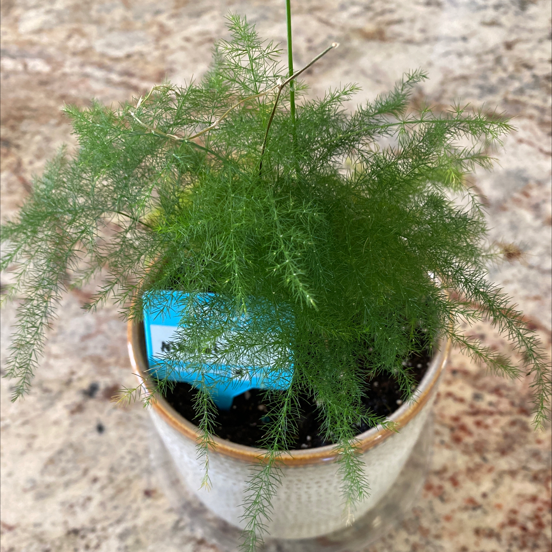 Asparagus Fern plant photo by @kado813 named Nikolai￼ on Greg, the plant care app.