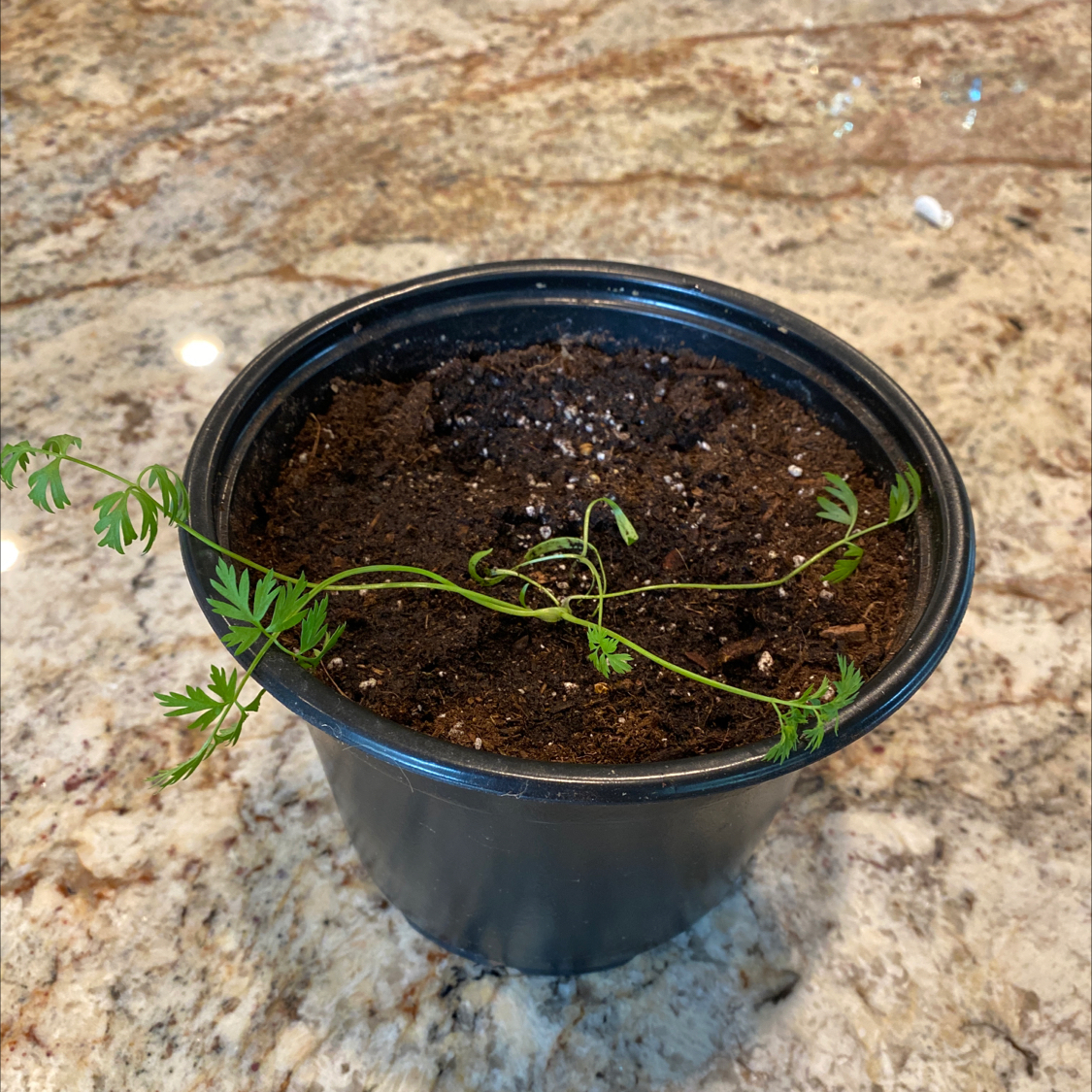 Potted Wild Carrot plant with delicate, fern-like leaves and visible soil.