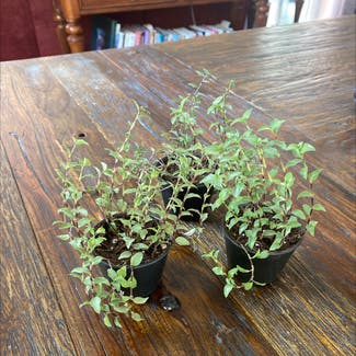 Creeping Inch Plant plant in Thousand Oaks, California