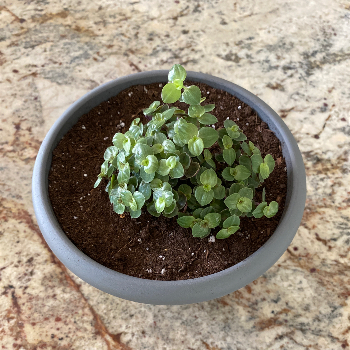 Creeping Inch Plant plant photo by @kado813 named Abner￼ on Greg, the plant care app.