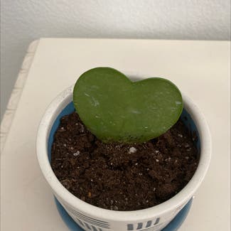 Sweetheart Hoya plant in Thousand Oaks, California