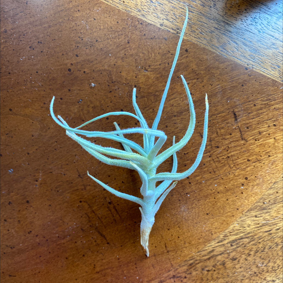 Image of a healthy Small Ballmoss plant on a wooden surface.
