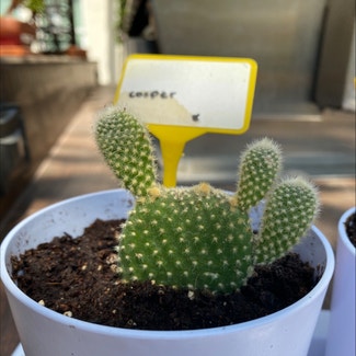 Bunny Ears Cactus plant in Thousand Oaks, California