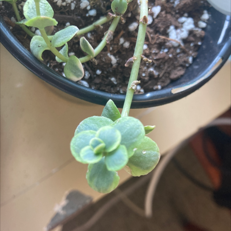 Photo of the plant species Lime Twister Stonecrop by Sophia named Lime twister on Greg, the plant care app