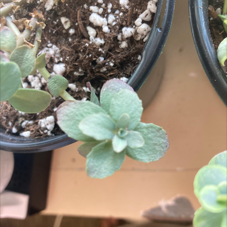 Photo of the plant species Firecracker Stonecrop by Sophia named Firecracker on Greg, the plant care app