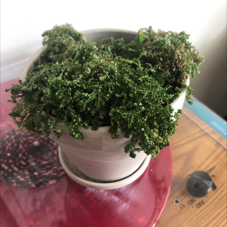 Healthy, lush club moss plant with bright green foliage growing in a white ceramic pot on a red surface.
