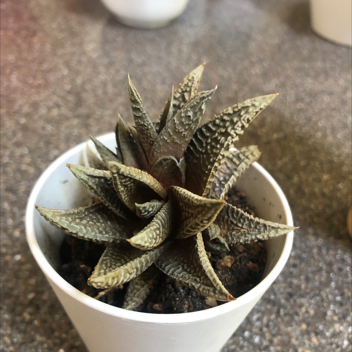 Zebra Plant plant photo by Maxwell named Jeremiah on Greg, the plant care app.