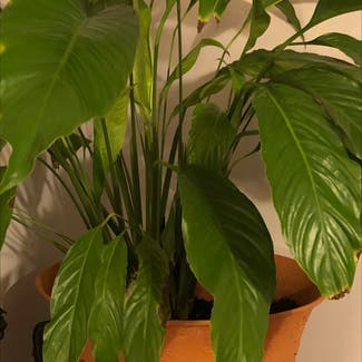 Peace Lily plant in Mobile, Alabama