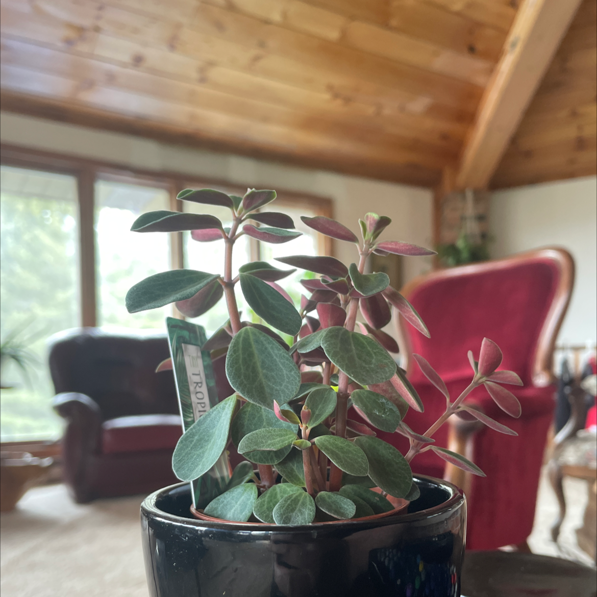 Radiator Plant in a black pot indoors with green leaves and reddish stems.