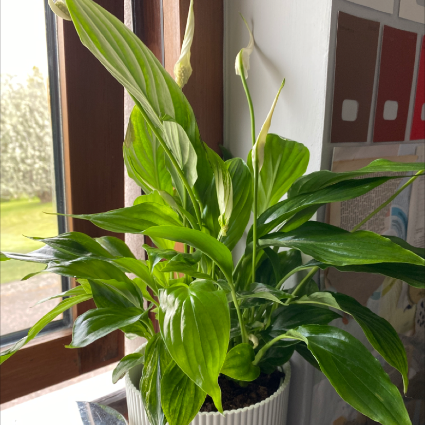 Peace Lily plant photo by @emilyandherplants named margerat on Greg, the plant care app.