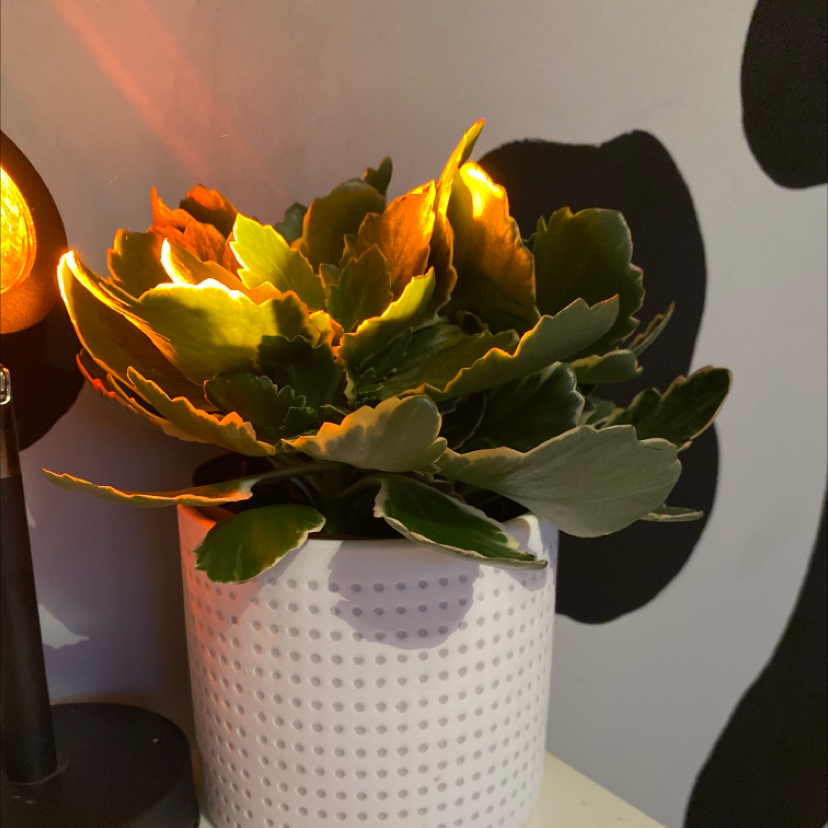 Florist Kalanchoe plant photo by @emilyandherplants named maurice on Greg, the plant care app.