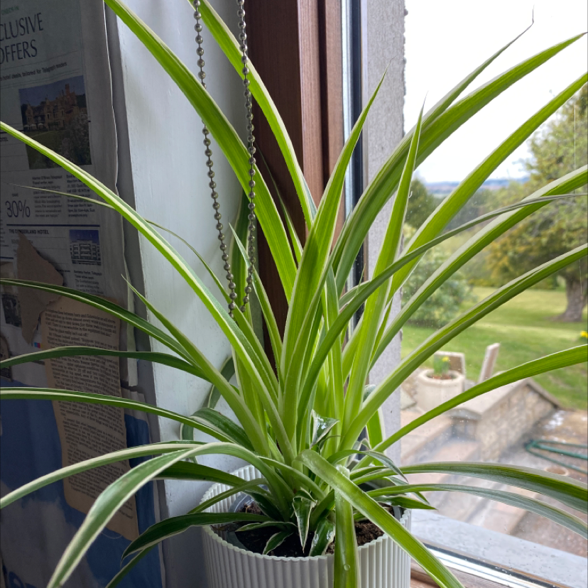 Spider Plant plant photo by @emilyandherplants named michael on Greg, the plant care app.