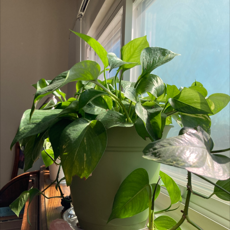 Taro Vine plant photo by @Cemari named Sebastian on Greg, the plant care app.