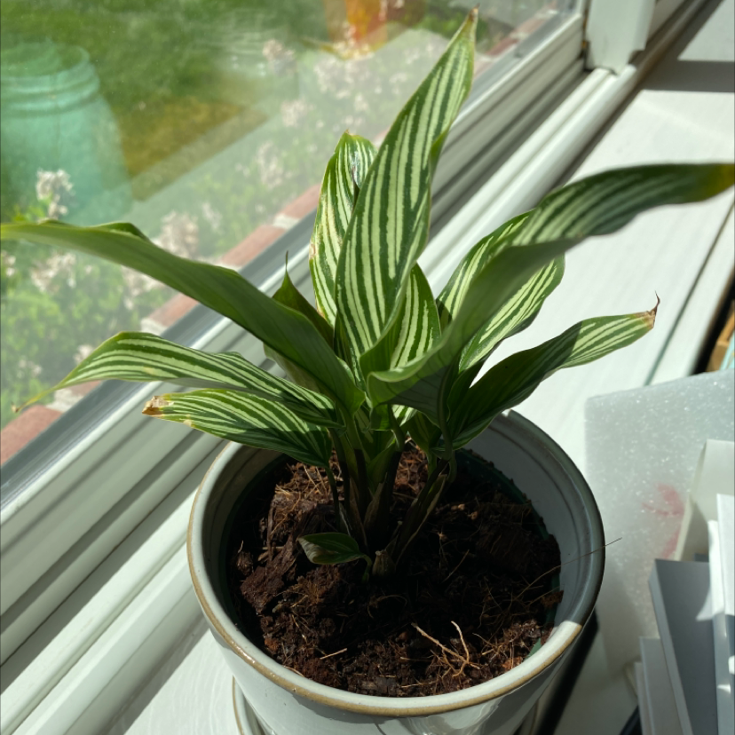 Calathea Vittata plant on a windowsill with vibrant green leaves and white stripes.
