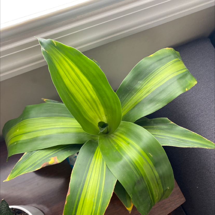 Basket Plant with broad green leaves and yellow stripes, slight browning on edges.